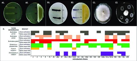 l-spreader pasteur pipette quorum testing|Screening for Antibacterial, Antifungal, and Anti quorum Sensing .